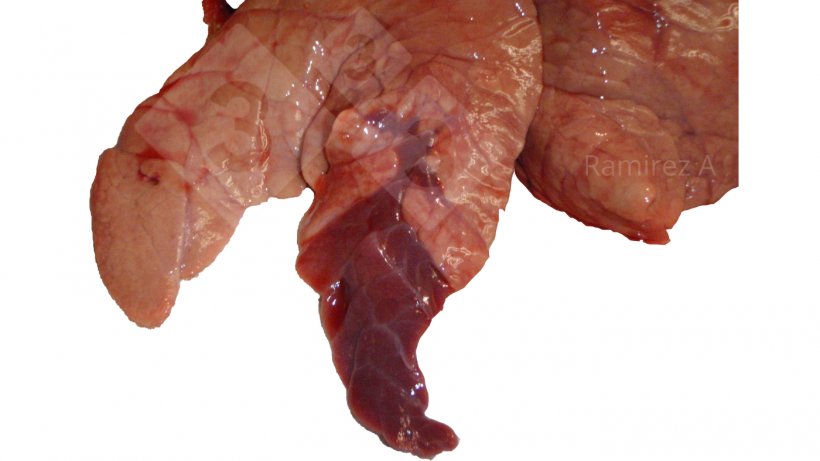 Figura 1. Imagen que muestra&nbsp;la consolidaci&oacute;n craneoventral cl&aacute;sica asociada a&nbsp;Mycoplasma hyopneumoniae&nbsp;(no&nbsp;diagn&oacute;stica) y&nbsp;muchas otras infecciones bacterianas, as&iacute; como algunas infecciones por el virus de la influenza A.
